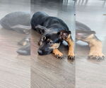 Small #4 Rottweiler Mix