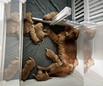 Small Photo #1 Golden Retriever Puppy For Sale in BURLESON, TX, USA