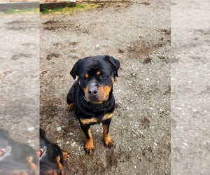 Mother of the Rottweiler puppies born on 04/19/2025