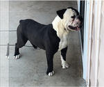 Small Photo #10 Olde English Bulldogge Puppy For Sale in AURORA, CO, USA