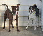 Small #4 American Pit Bull Terrier Mix