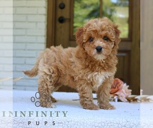 Cavapoo (Miniature) Puppy for sale in NARVON, PA, USA