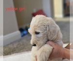 Small #10 Goldendoodle