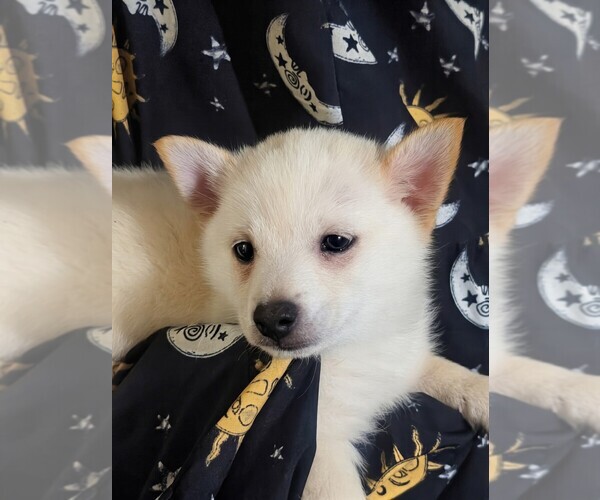 Medium Photo #1 Schipperke Puppy For Sale in SHREVE, OH, USA