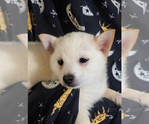 Schipperke Puppy for sale in SHREVE, OH, USA
