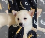 Image preview for Ad Listing. Nickname: Ducky