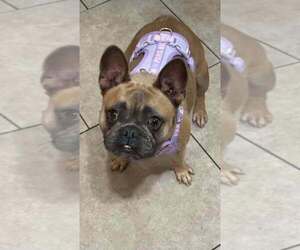 French Bulldog Puppy for sale in PERRIS, CA, USA