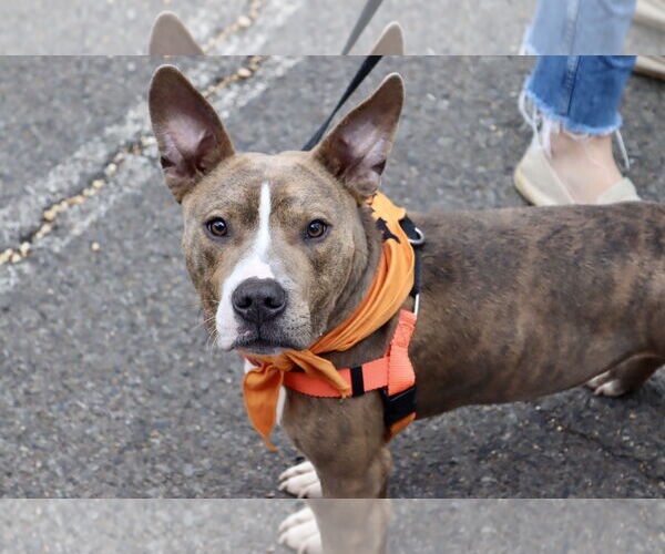 Medium Photo #5 American Pit Bull Terrier Puppy For Sale in Alexandria, VA, USA