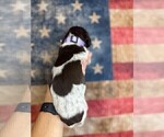 Small Photo #3 German Shorthaired Pointer Puppy For Sale in GREENVILLE, SC, USA