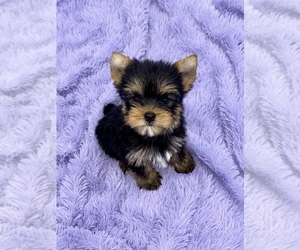 Yorkshire Terrier Puppy for Sale in SANDY HOOK, Kentucky USA