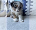 Small Photo #9 Miniature Australian Shepherd Puppy For Sale in FORT MYERS, FL, USA