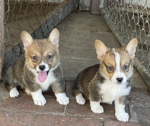 Pembroke Welsh Corgi Puppy for sale in OAKDALE, CA, USA