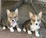 Small Pembroke Welsh Corgi