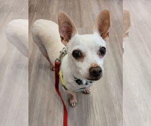 Chihuahua-Unknown Mix Dogs for adoption in San Diego, CA, USA