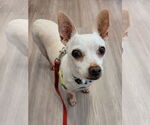 Small Chihuahua Mix