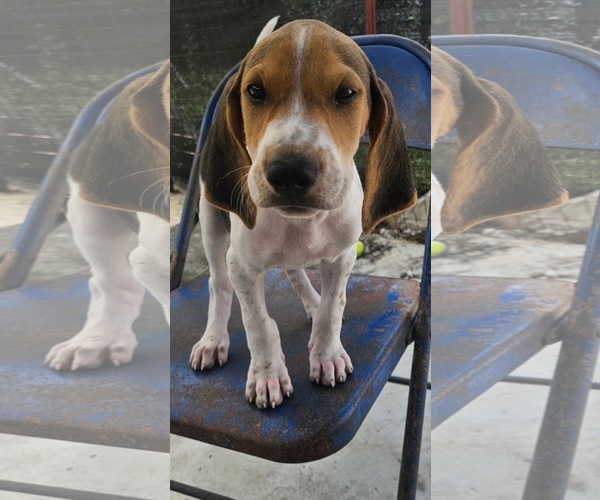 Medium Photo #1 Coonhound Puppy For Sale in Tracy City, TN, USA