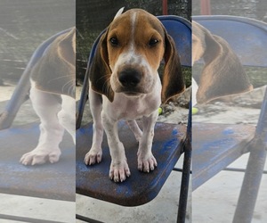 Coonhound Dogs for adoption in Tracy City, TN, USA