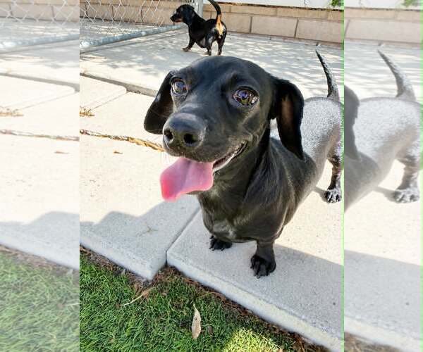 Medium Photo #5 Chiweenie Puppy For Sale in La Verne, CA, USA