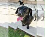 Small #4 Chiweenie
