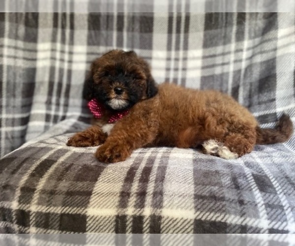 Medium Photo #5 ShihPoo Puppy For Sale in LAKELAND, FL, USA