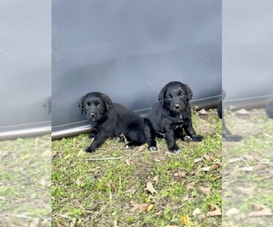 Border Collie-Boykin Spaniel Mix Puppy for sale in LOVELADY, TX, USA