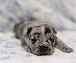 Small #4 French Bulldog