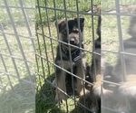 Puppy 7 German Shepherd Dog-Siberian Husky Mix