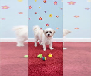 Cassie & Cindy - Female Shih Tzu Dog for Adoption - Photo #8