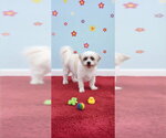 Small Photo #8 Shih Tzu Puppy For Sale in Weston, FL, USA
