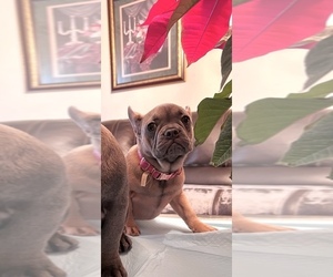 French Bulldog Puppy for sale in MODESTO, CA, USA