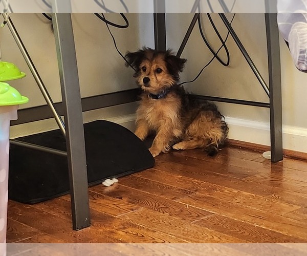 Medium Photo #5 Chorkie Puppy For Sale in MARIETTA, GA, USA