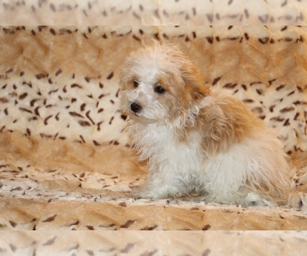 Medium Photo #3 Goldendoodle (Miniature) Puppy For Sale in DYERSBURG, TN, USA