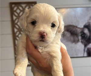 Medium Maltipoo (Miniature)