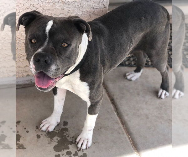 Medium Photo #2 American Staffordshire Terrier-Unknown Mix Puppy For Sale in phoenix, AZ, USA