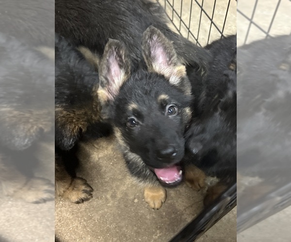 Medium Photo #4 German Shepherd Dog Puppy For Sale in HOUSTON, TX, USA