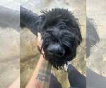 Small #1 Schnauzer (Giant)