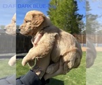 Small Photo #7 Australian Labradoodle Puppy For Sale in STAR, ID, USA