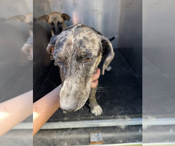 Medium Photo #1 Dachshund Puppy For Sale in Pearland, TX, USA