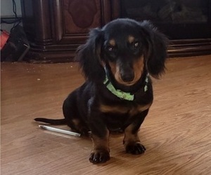 Dachshund Puppy for sale in ALTOONA, PA, USA