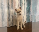 Small Photo #3 Alaskan Klee Kai Puppy For Sale in SHADLE GARLAND, WA, USA
