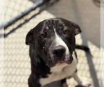 Small American Pit Bull Terrier