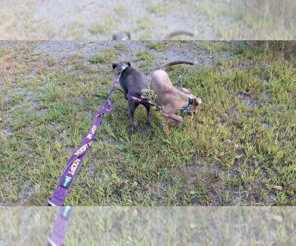 Medium Photo #34 American Pit Bull Terrier-Unknown Mix Puppy For Sale in Sebec, ME, USA