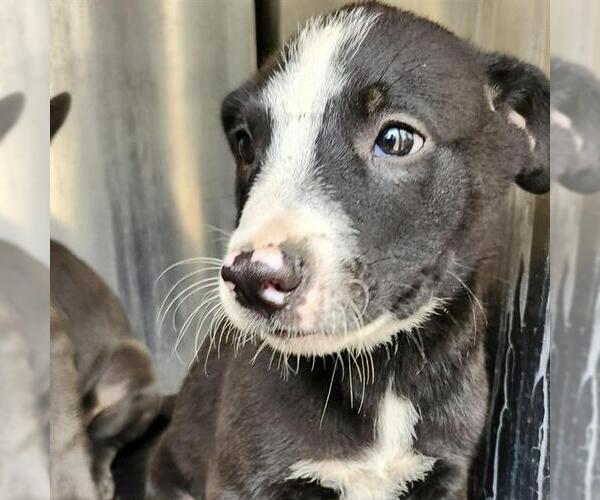 Medium Photo #1 American Staffordshire Terrier-Unknown Mix Puppy For Sale in San Antonio, TX, USA