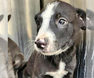 American Staffordshire Terrier-Unknown Mix Dogs for adoption in San Antonio, TX, USA