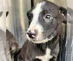 Small American Staffordshire Terrier Mix