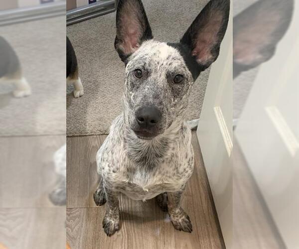 Medium Photo #1 Mutt Puppy For Sale in Camarillo, CA, USA