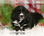 Small Photo #7 Bernedoodle Puppy For Sale in ELDORADO, OH, USA