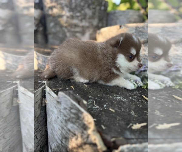 Medium Photo #4 Pomsky Puppy For Sale in STAPLES, MN, USA