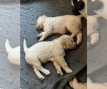 Small #4 English Cream Golden Retriever