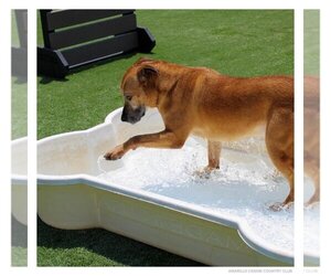 Capone - Male Mutt Dog for Adoption - Photo #4